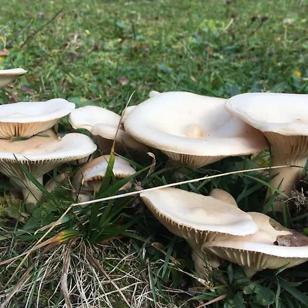 Gaestehaus Metzler *