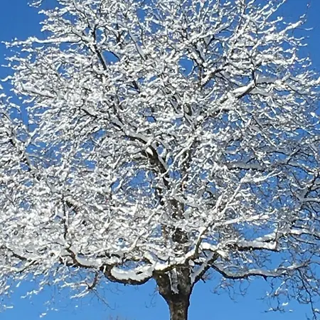 Gaestehaus Metzler Appartamento *